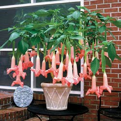 Angel Trumpet Flower on 6a00d8341c0d5753ef00e54f251dfc8834 800wi