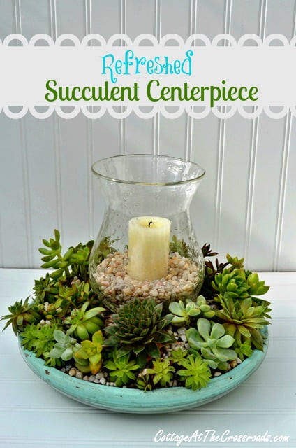 Refreshed Succulent Centerpiece
