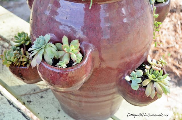 How to Plant a Strawberry Pot