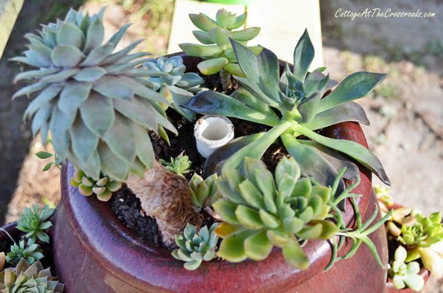 planting succulents in strawberry pots