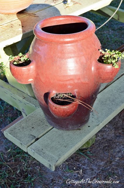 How to Plant a Strawberry Pot