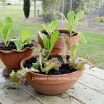 Growing lettuce in pots
