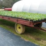Garden - Cottage at the Crossroads