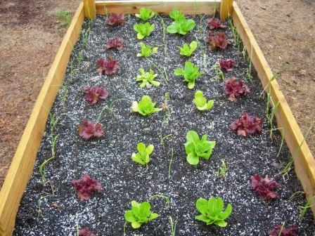 Raised beds and roses 006