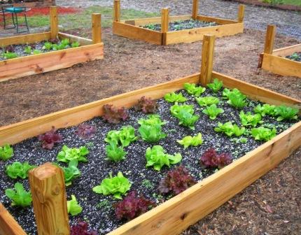 Raised beds and roses 014