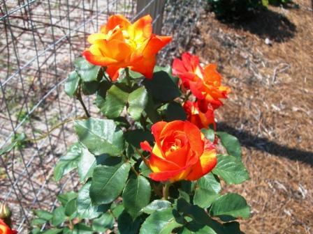 Roses and strawberry topiary 004