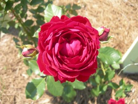 Roses and strawberry topiary 005