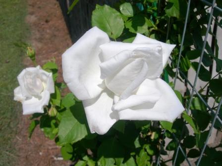 Roses and strawberry topiary 007