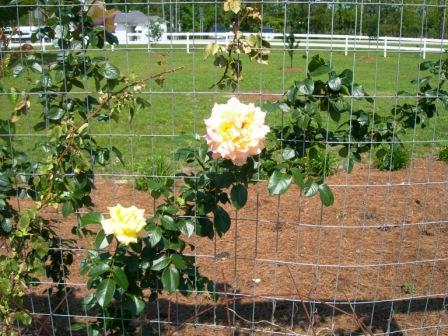 Roses and strawberry topiary 0091