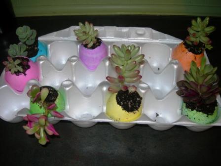 Succulents in eggshells 003