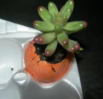 Succulents in eggshells 005