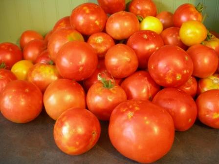 Tomatoes 001 13