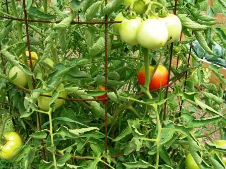 Tomatoes2 001