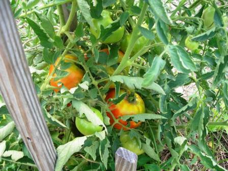 Tomatoes2 002
