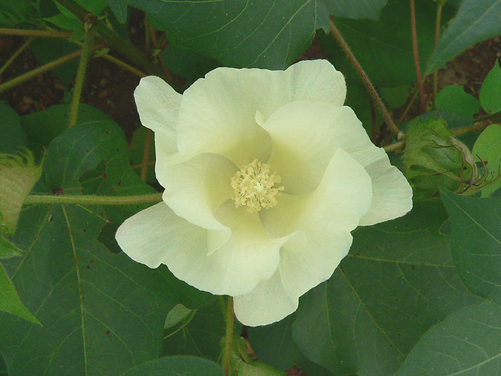 Cotton flower