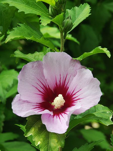 Hibiscus syriacus hibiscus syriacus rose of sharon althea