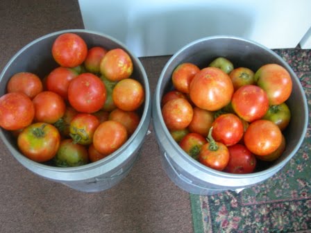 Okra and tomatoes 029