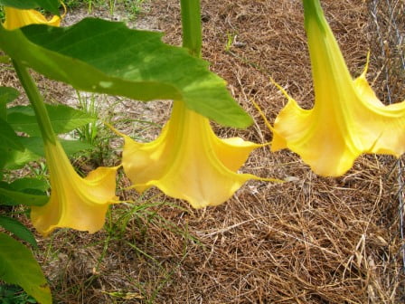 Flowers july 2011 017