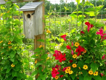 Flowers july 2011 022