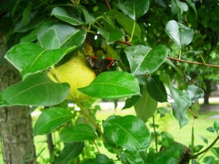 Pear chutney 028