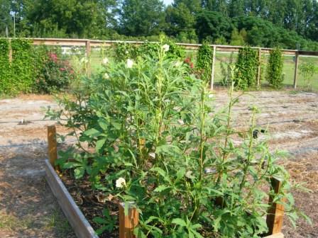 Fall garden prep jeans birthday 034