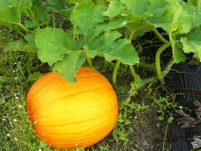 Painted pumpkin 024