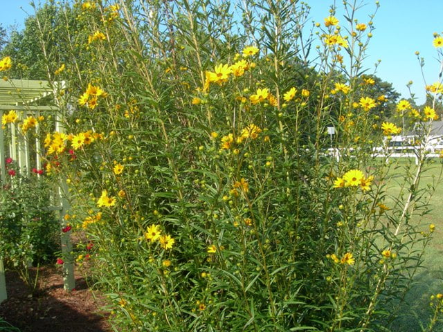 Swamp sunflower 034