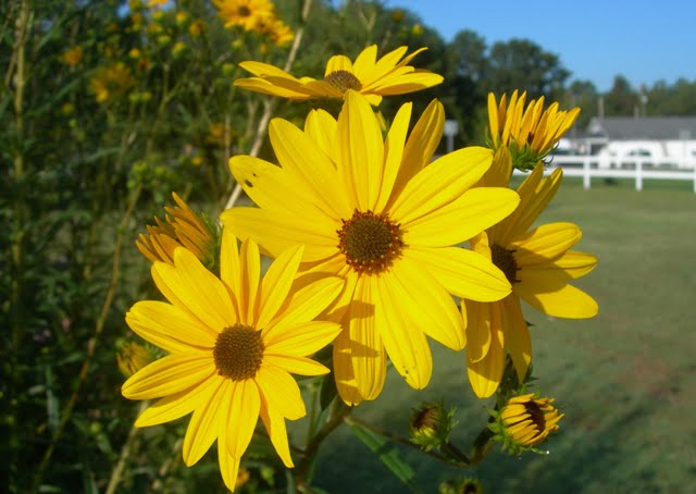 Swamp sunflower 035