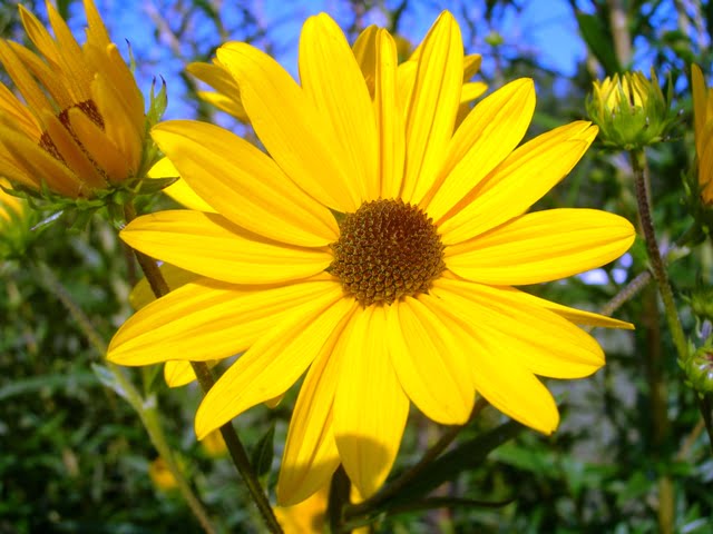 Swamp sunflower 041