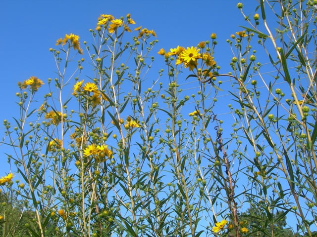 Swamp sunflower 042