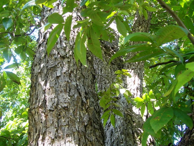 Pecan shelling 003