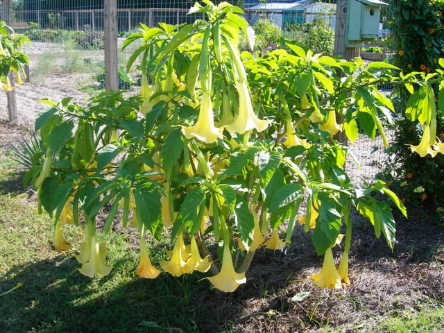 Angels trumpets in oct. 001