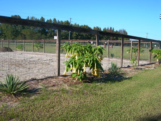 Angels trumpets in oct. 009