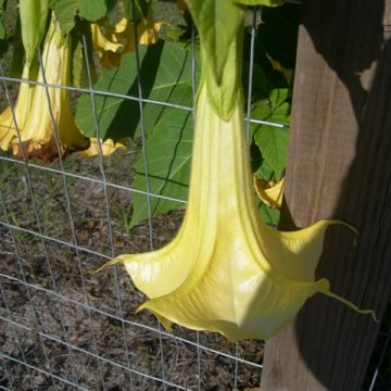 Angels trumpets in oct. 0121
