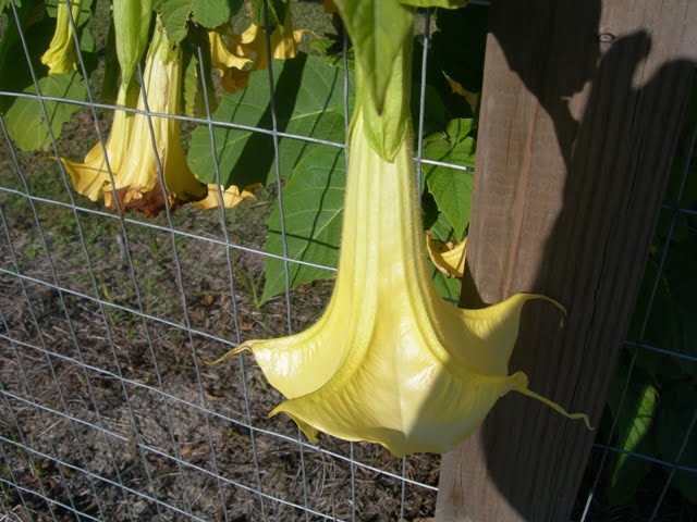 Angels trumpets in oct. 0121