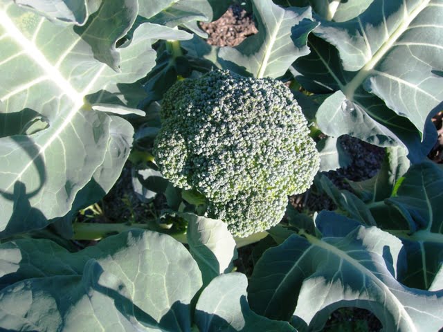 Broccoli and wreath 004