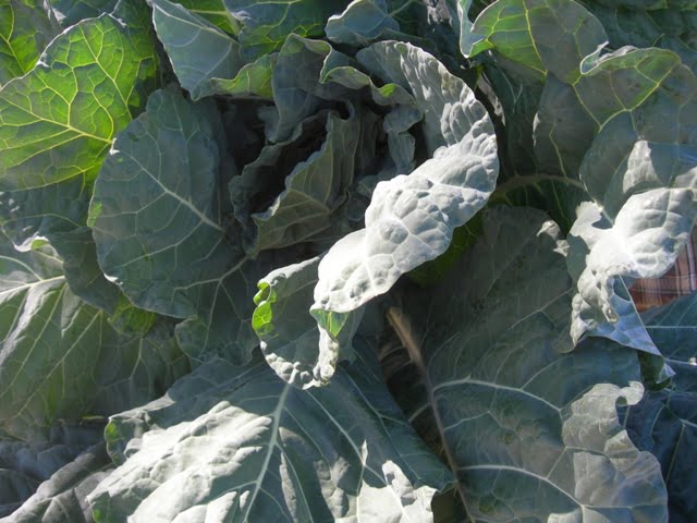 Collard Greens — Neighborhood Farmers Markets