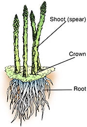 Asparagus diagram