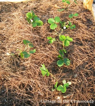 Garden and yard in march 017 crop