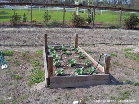 Garden in march 015