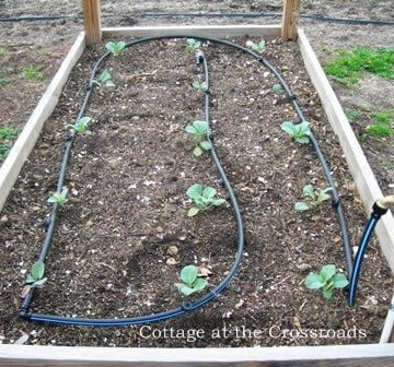 Garden irrigation to the rescue