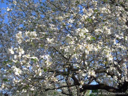 Spring wreath and flowers 021