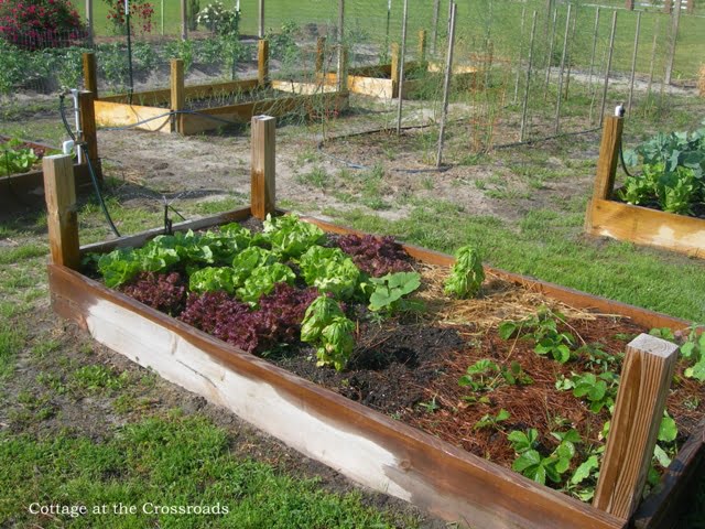 Yellow frames and the garden 023