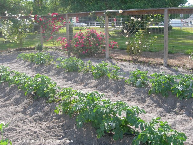 Yellow frames and the garden 038