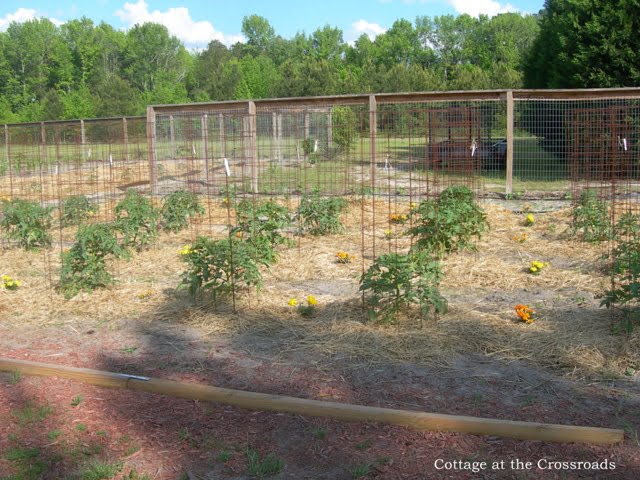 Yellow frames and the garden 039