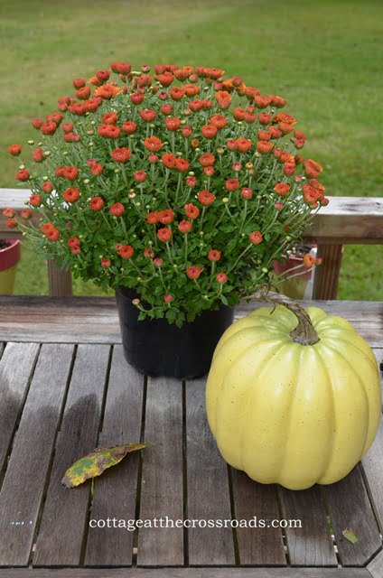 Fall mum and a plastic pumpkin