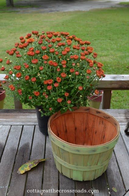 Fall mum and a green apple basket