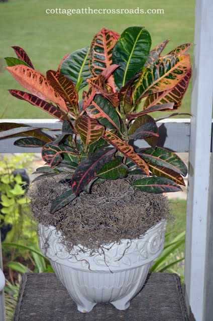 New croton plant