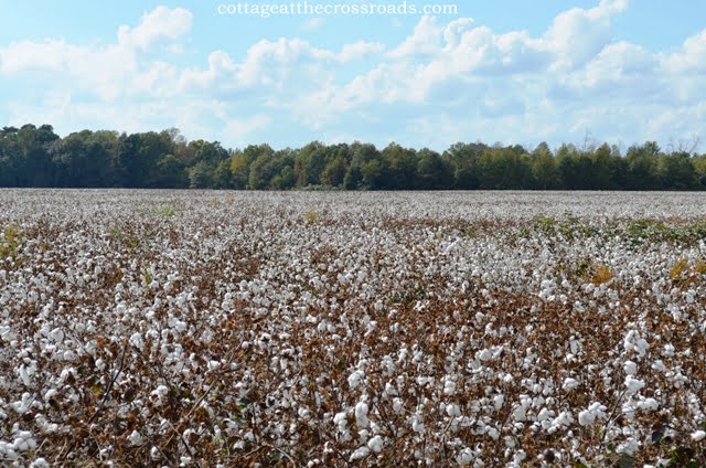 Field of cotton ready to be picked