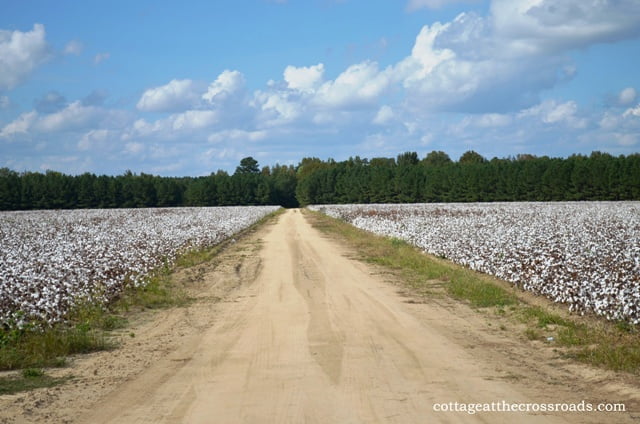 Dirt road in a cotton field